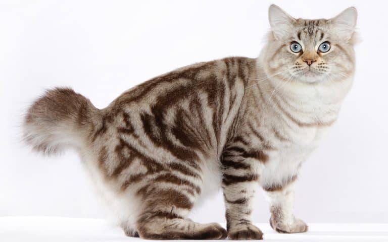 The American Bobtail Cat: A Unique Breed with a Playful Spirit