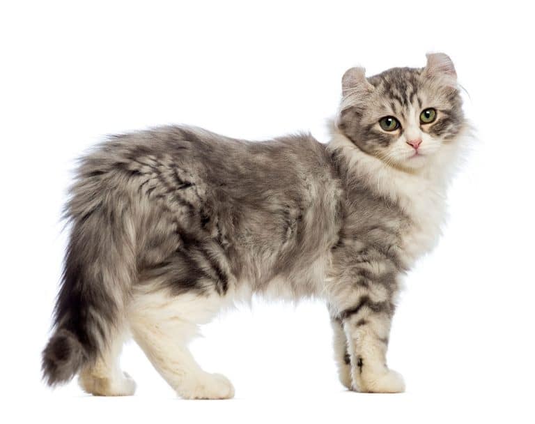 The American Curl Cat: A Distinctive Beauty with a Gentle Spirit