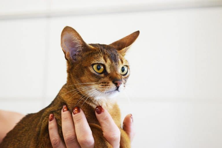 The Abyssinian Cat: A Graceful Companion with a Regal History