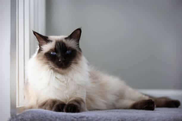 The Balinese Cat: A Graceful Dancer with a Loving Heart