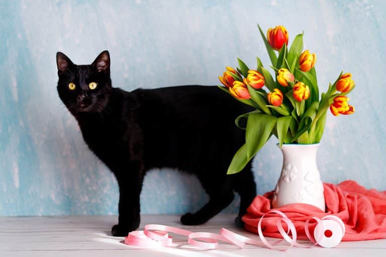 The Bombay Cat: A Sleek Beauty with a Heart of Gold