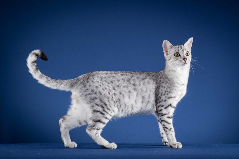 The Egyptian Mau: A Regal Companion with Ancient Roots