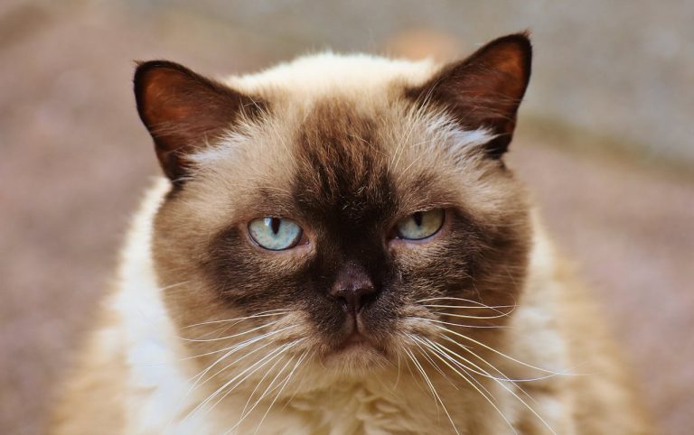 The Himalayan Cat: A Perfect Blend of Persian and Siamese