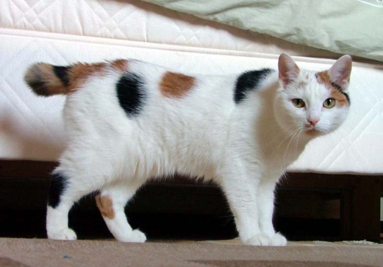 The Japanese Bobtail: A Symbol of Good Luck and Grace