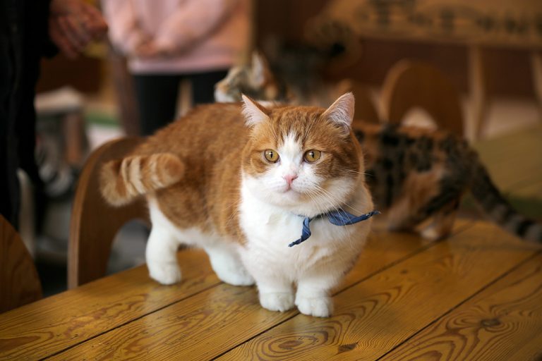 Munchkin: The Adorable Cat with Short Legs and a Big Heart