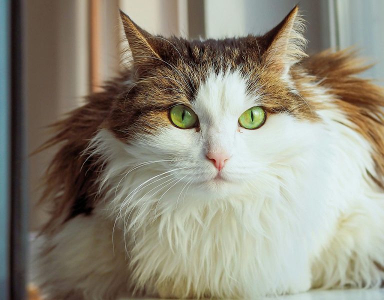 Norwegian Forest Cat: The Majestic Feline of the Northern Wilderness