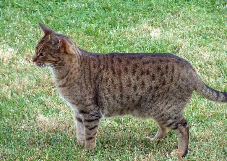 Ocicat: The Wild-Looking Feline with a Heart of Gold