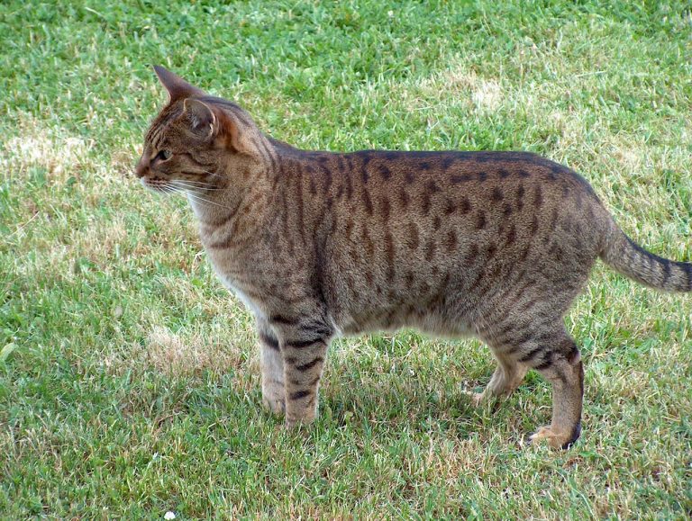 Ocicat: The Wild-Looking Feline with a Heart of Gold