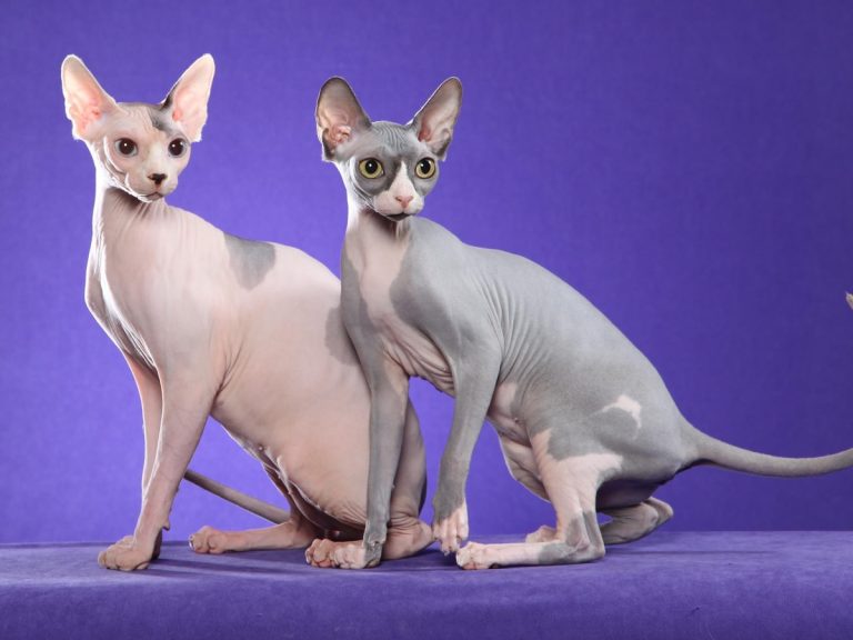 Peterbald Cat: The Elegant and Exotic Hairless Feline