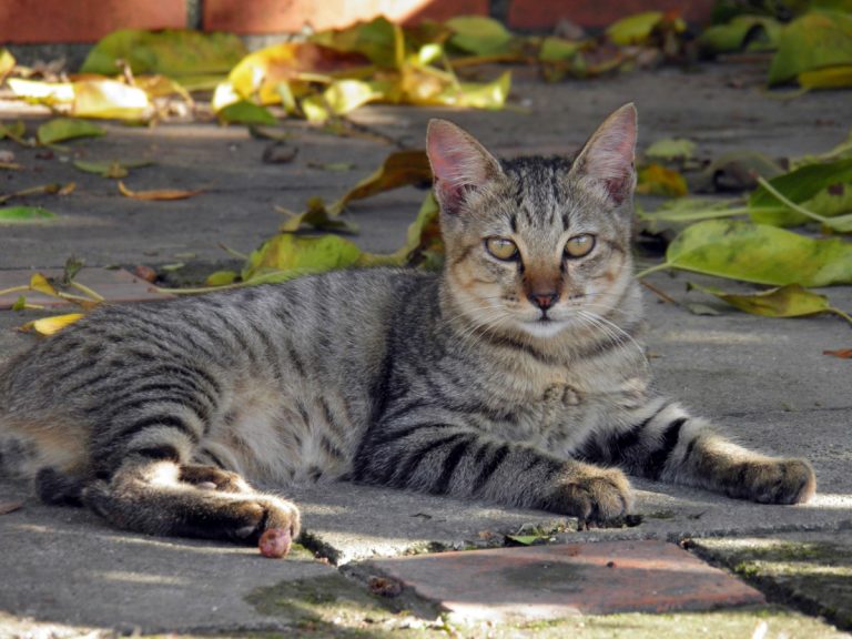 Pixie-Bob Cat: The Wild-Looking, Lovable Domestic Feline