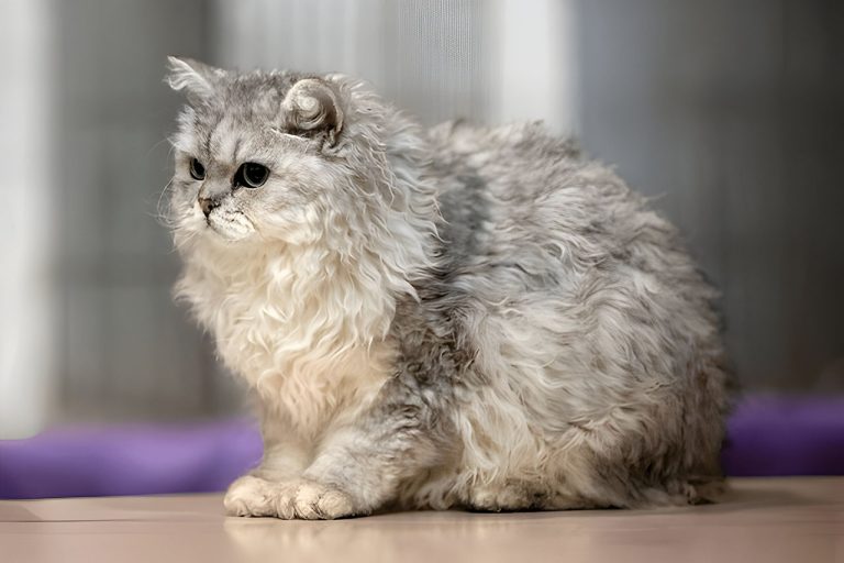 Selkirk Rex: The Curly-Coated Cat with a Laid-Back Personality