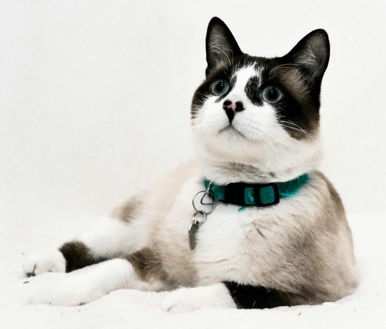 Snowshoe Cat: The Playful and Sweet-Natured Feline