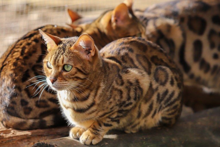 The Bengal Cat: A Wild Beauty with a Playful Spirit