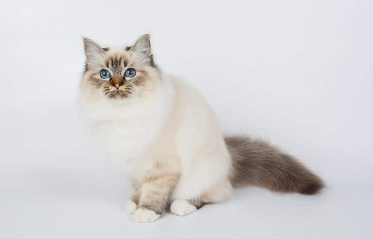 The Birman Cat: A Sacred Beauty with a Gentle Soul