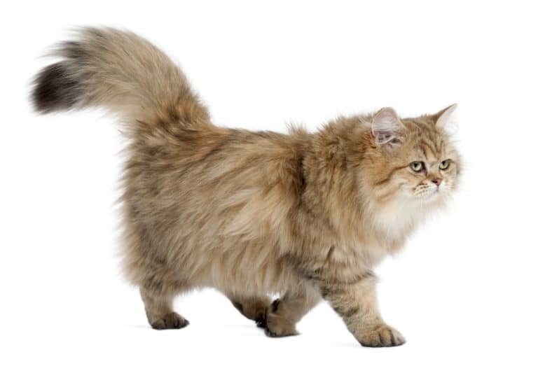 The British Longhair Cat: A Regal Companion with a Luxurious Coat