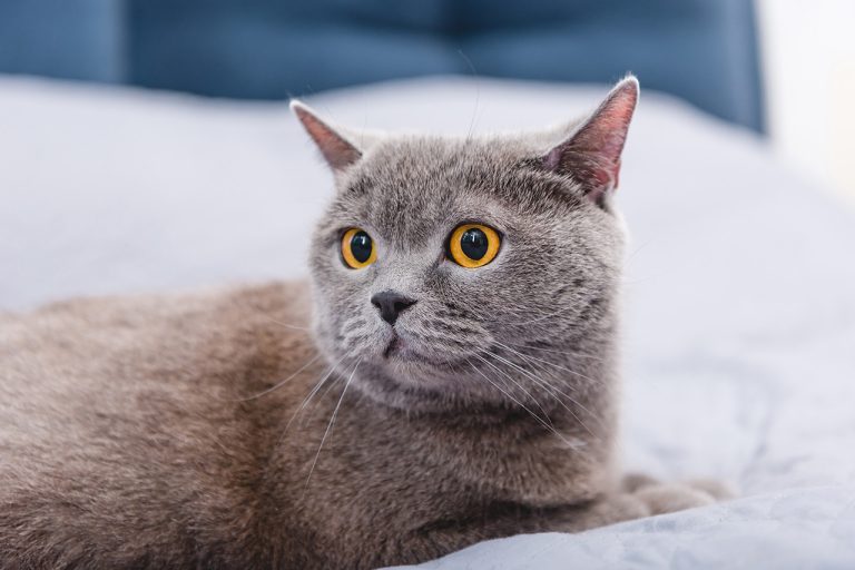 The British Shorthair Cat: A Timeless Classic with a Gentle Soul