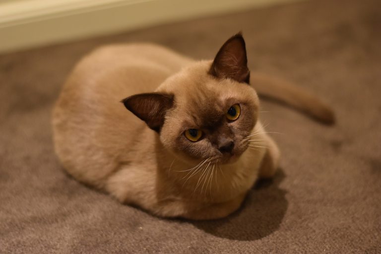 The Burmese Cat: A Loving and Lively Companion