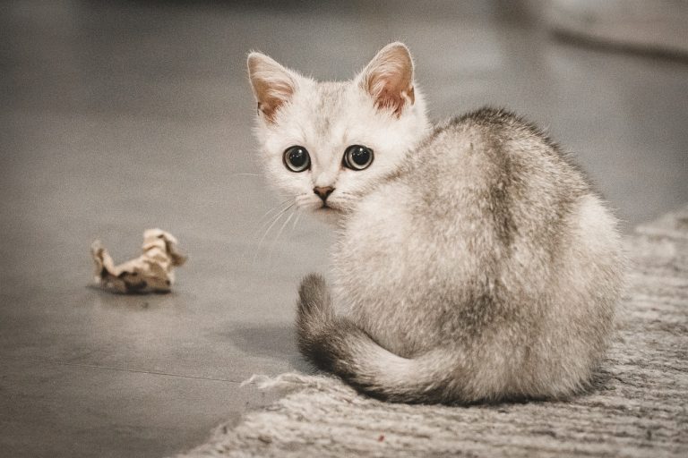 The Burmilla Cat: A Graceful Blend of Elegance and Affection