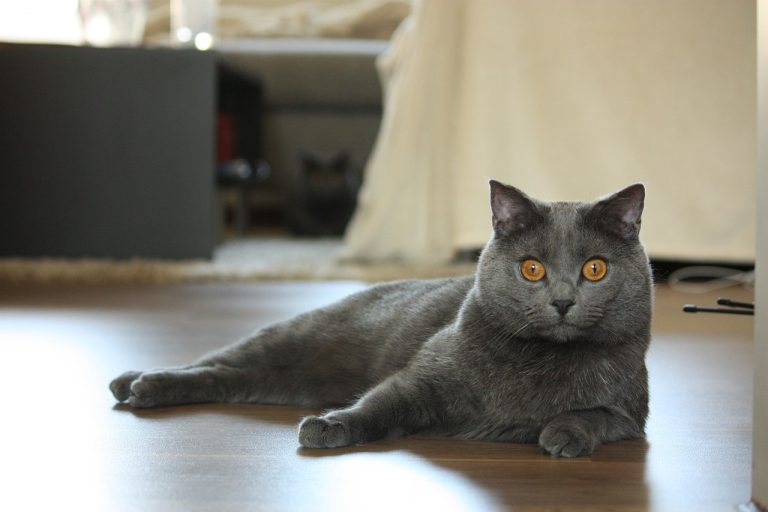 The Chartreux Cat: A Majestic Blend of Beauty and Serenity