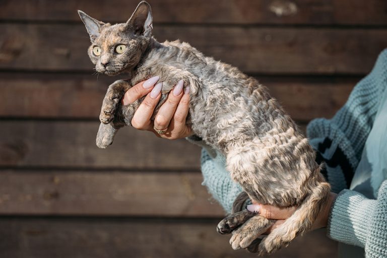 The Devon Rex Cat: A Mischievous Bundle of Curly-Haired Joy