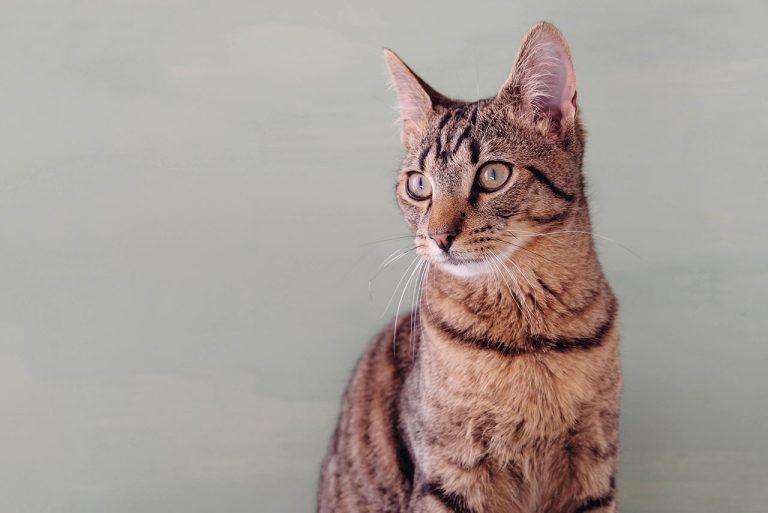 The European Shorthair: A Timeless Feline with a Loving Personality