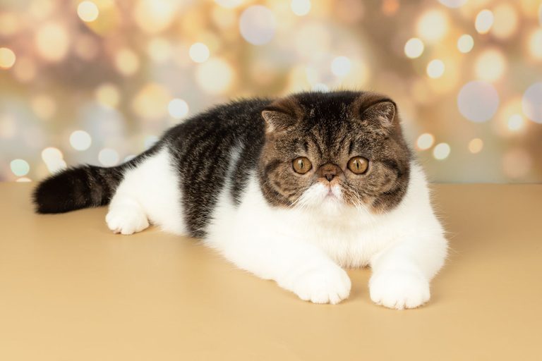 The Exotic Shorthair: A Plush Companion with a Sweet Personality