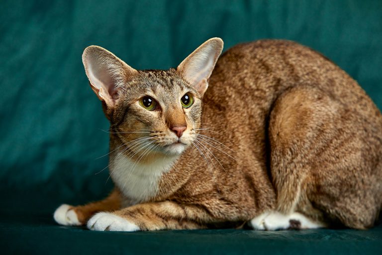 Oriental Shorthair: The Sleek, Social Feline with a Rainbow of Colors