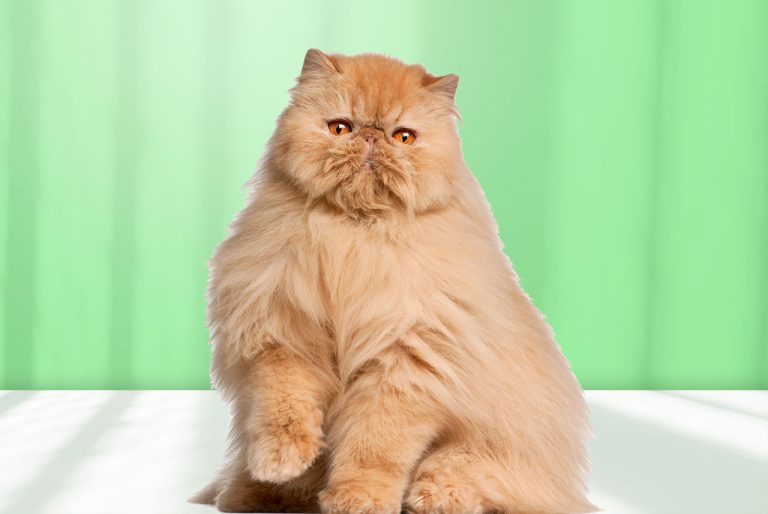 Persian Cat: The Glamorous, Gentle Feline with a Luxurious Coat