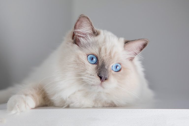 Ragdoll Cat: The Gentle, Blue-Eyed Beauty with a Laid-Back Personality