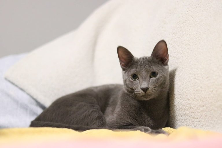 Russian Blue Cat: The Elegant, Silvery Companion with a Gentle Heart