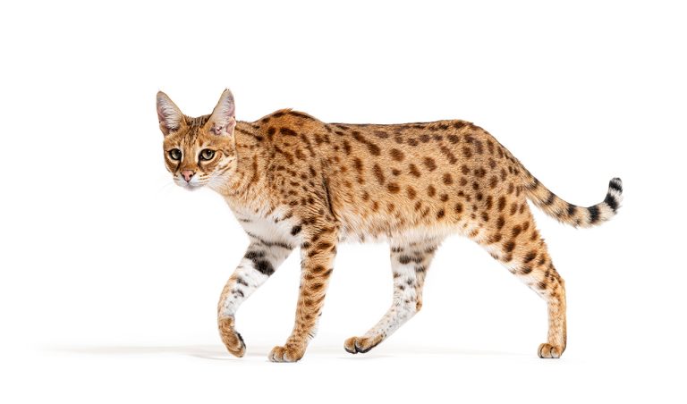 Savannah Cat: The Wildly Exotic Companion with a Playful Spirit