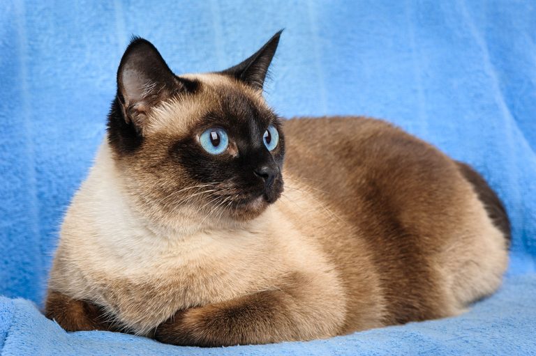 Siamese: The Elegant and Vocal Companion