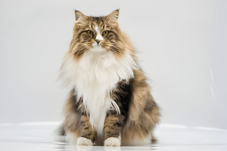 Siberian Cat: The Majestic and Hardy Feline Companion