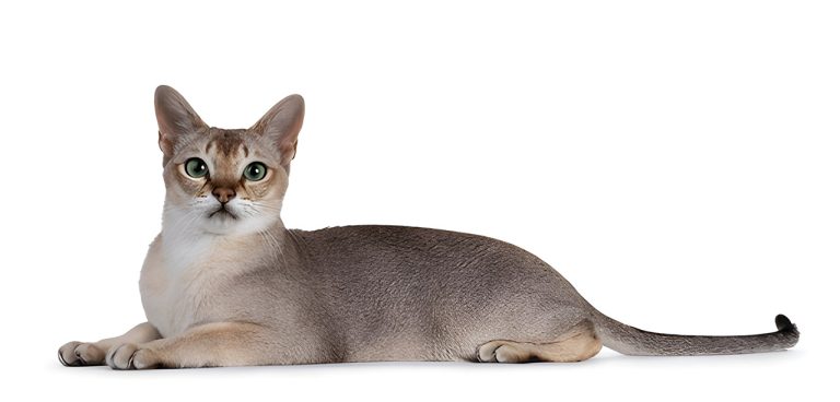 Singapura: The Small, Playful, and Lovable Cat