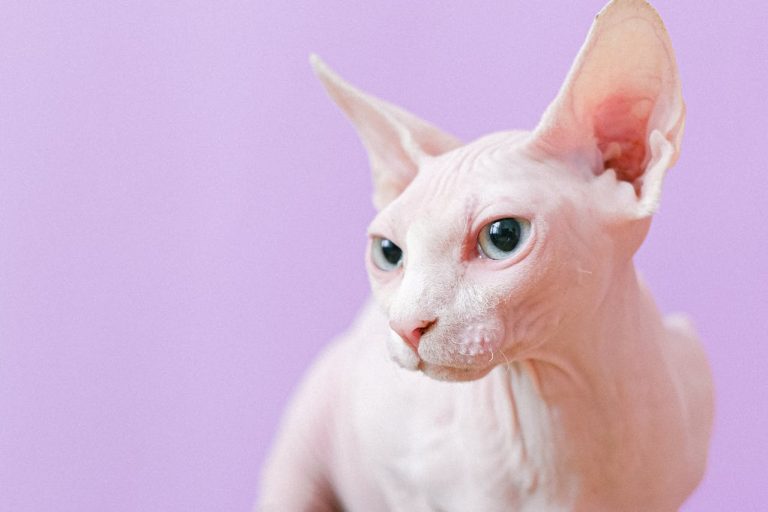 Sphynx Cat: The Lovable Hairless Companion