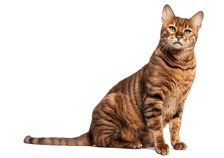Toyger Cat: A Miniature Tiger with a Heart of Gold