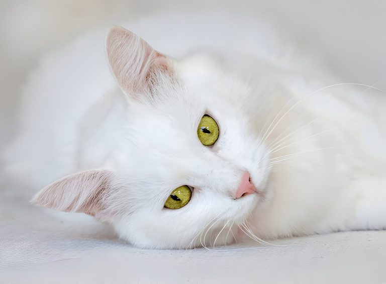 Turkish Angora: The Elegant and Playful Feline