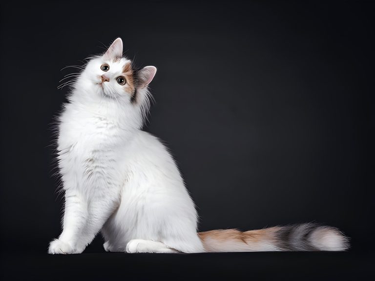 Turkish Van: The Swimming Cat with a Playful Spirit